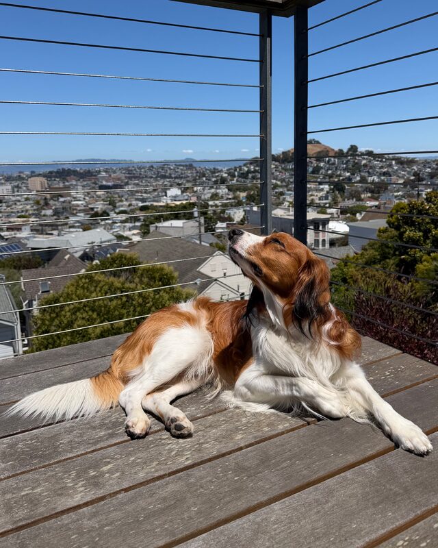 Olaf, an orange-and-white Kooikerhondje, lying on a sunny wooden deck with San Francisco rooftops behind him, eyes closed and nose tilted up into the sun.